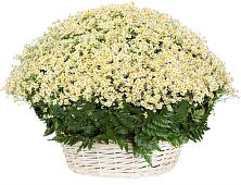 Цветочная композиция из Ромашки в корзине #REPLACE_PRED# Суворовское Краснодарский край
